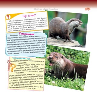 173
Цікаве про тварин Чернігівщини
ЧИ ТОБІ ВІДОМО, ЩО...
– Шерсть видри вкрита жировим шаром, що не
дозволяє їй намокнути.
– Новонароджена видра важить при-
близно 60 г, а її довжина – 12 см.
– Видра здатна, затримавши подих,
пропливти під водою близько 400 м зі
швидкістю, що часом досягає 11–14 кіломе-
трів на годину.
– Взимку, коли випадає сніг, видра спус-
кається із крутого схилу, притискаючи лапи до тіла
й, з’їжджаючи вниз прямо на череві, як на санках,
залишає після себе слід у вигляді жолоба.
– Доросла видра повинна з’їдати в день таку
кількість їжі, що дорівнювала б 20 відсоткам маси її
тіла тобто приблизно 2,5 кілограми.
– У розпорядженні самця видри повинен бути
відрізок річки довжиною не менш 16 км.
Розмноження
Дитинчата, зазвичай двоє-четверо, з’являються на
світ в підземній норі, яка розташована неподалік води.
Нора може знаходитись під корінням дерева, що росте у
воді. Упродовж шести тижнів дитинчата слабкі й хар-
чуються тільки молоком матері. Самець не бере участі
у вигодовуванні дитинчат самиця проганяє його одразу
ж після їхньої появи на світ. У віці восьми-дев’яти міся-
ців молоді видри на якийсь час віддаляються від матері.
І хоча 12-місячні видри вже можуть бути самостійни-
ми, вони впродовж ще декількох місяців залишаються
разом з матір’ю.
Р
Р
Р
Р
Р
Р
Р
Р
Р
Р
Р
Р
Р
Р
Р
Р
Р
Розм
Основу харчування видри становить риба. Вона не
занадто вередлива і задовольняється тією здобиччю,
яка їй є найбільш доступною. Її улюблені ласощі це ву-
грі. Видра не гребує раками й комахами, що живуть
у воді, а також птахами, жабами, і, якщо їй пощас-
тить, навіть молодими зайченятами.
Що їсть?
 