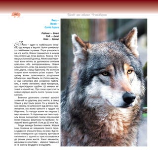 174 Цікаве про тварин Чернігівщини
Вид –
Вовк –
Canis lupus
Родина — Вовчі
Ряд — Хижі
Клас — Ссавці
овк – один із найбільших хижа-
ків, що живуть в Україні. Вони тримають-
ся сімейними зграями. Пари утворюють
на все життя. Вовки тримаються в межах
прилеглого до лігва району. Кожна сім’я
мешкає на своїй ділянці. Межі своєї тери-
торії вони мітять за допомогою сечових
краплень або випорожнювань. Вовки
влаштовують лігва під вивернутим корін-
ням дерев, серед бурелому. На великих
тварин вони полюють усією зграєю. При
цьому вовки практикують розділення
обов’язків: одні біжать по п’ятах жертви,
а інші напереріз або неквапом підбіга-
ють, а потім змінюють своїх товаришів,
що переслідують здобич. Ці хижаки ак-
тивні в нічний час. Про свою присутність
вовки нерідко дають знати гучним зави-
ванням.
Вовчихи досягають статевої зрілості
зазвичай на другому році життя, а самці
тільки у віці трьох років. Гін у вовків бу-
ває взимку. В залежності від регіону про-
живання, він може тривати з грудня по
березень. За нагоди вовки не гидують і
мертвечиною. У південних частинах аре-
алу вовки харчуються також рослинною
їжею ягодами, фруктами та грибами. Го-
лодний вовк здатний з’їсти до 10 кг м’яса.
Люди завжди боялися вовків. Жодна
інша тварина не зазнавала такого пере-
слідування з їхнього боку, як вовк. Від по-
вного вимирання цю тварину врятували
кмітливість і здатність пристосовуватися
до різних умов життя. Учені вважають,
що вовки як санітари – корисні тварини і
їх не можна бездумно знищувати.
В
 