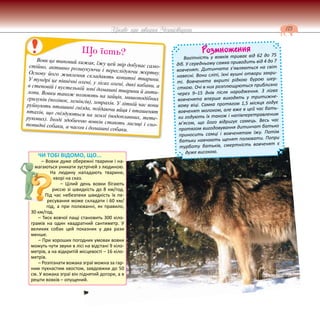 175
Цікаве про тварин Чернігівщини
Розмноження
Вагітність у вовків триває від 62 до 75
діб. У середньому самка приводить від 4 до 7
вовченят. Дитинчата з’являються на світ
навесні. Вони сліпі, їхні вушні отвори закри-
ті. Вовченята вкриті рідкою бурою шер-
сткою. Очі в них розплющуються приблизно
через 9–15 днів після народження. З лігва
вовченята вперше виходять у тритижне-
вому віці. Самка протягом 1,5 місяця годує
вовченят молоком, але вже в цей час бать-
ки годують їх також і напівперетравленим
м’ясом, що його відригує самець. Весь час
протягом вигодовування дитинчат батько
приносить самці і вовченятам їжу. Потім
батьки навчають щенят полювати. Попри
турботу батьків, смертність вовченят є
дуже високою.
Вовк це типовий хижак, їжу цей звір добуває само-
стійно, активно розшукуючи і переслідуючи жертву.
Основу його живлення складають копитні тварини.
У тундрі це північні олені, у лісах олені, дикі кабани, а
в степовій і пустельній зоні домашні тварини й анти-
лопи. Вовки також полюють на зайців, мишоподібних
гризунів (полівок, лемінгів), ховрахів. У літній час вони
руйнують пташині гнізда, поїдаючи яйця і пташенят
птахів, що гніздуються на землі (водоплавних, тете-
рукових). Іноді здобиччю вовків стають лисиці і єно-
товидні собаки, а часом і домашні собаки.
Що їсть?
ЧИ ТОБІ ВІДОМО, ЩО...
– Вовки дуже обережні тварини і на-
магаються уникати зустрічей з людиною.
На людину нападають тварини,
хворі на сказ.
– Цілий день вовки бігають
риссю зі швидкість до 8 км/год.
Під час небезпеки швидкість їх пе-
ресування може складати і 60 км/
год, а при полюванні, як правило,
30 км/год.
– Тиск вовчої пащі становить 300 кіло-
грамів на один квадратний сантиметр. У
великих собак цей показник у два рази
менше.
– При хороших погодних умовах вовки
можуть чути звуки в лісі на відстані 9 кіло-
метрів, а на відкритій місцевості – 16 кіло-
метрів.
– Розпізнати вожака зграї можна за гар-
ним пухнастим хвостом, завдовжки до 50
см. У вожака зграї він піднятий догори, а в
решти вовків – опущений.
 