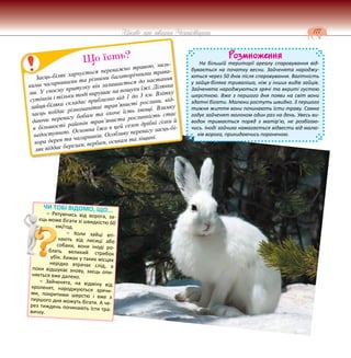 177
Цікаве про тварин Чернігівщини
Розмноження
На більшій території ареалу спаровування від-
бувається на початку весни. Зайченята народжу-
ються через 50 днів після спаровування. Вагітність
у зайця-біляка триваліша, ніж у інших видів зайців.
Зайченята народжуються зрячі та вкриті густою
шерсткою. Вже з першого дня появи на світ вони
здатні бігати. Малюки ростуть швидко. 3 першого
тижня життя вони починають їсти траву. Самка
годує зайченят молоком один раз на день. Увесь ви-
водок тримається поряд з матір’ю, не розбігаю-
чись. Іноді зайчиха намагається відвести від малю-
ків ворога, прикидаючись пораненою.
Заєць-біляк харчується переважно травою, низь-
кими чагарниками та різними багаторічними трава-
ми. У своєму притулку він залишається до настання
сутінків і тільки тоді вирушає на пошуки їжі. Ділянка
зайця-біляка складає приблизно від 1 до 3 км. Влітку
заєць поїдає різноманітні трав’янисті рослини, від-
даючи перевагу бобам та охоче їсть хвощі. Взимку
в більшості районів трав’яниста рослинність стає
недоступною. Основна їжа в цей сезон дрібні гілки й
кора дерев та чагарників. Особливу перевагу заєць-бі-
ляк віддає березам, вербам, осикам та ліщині.
Що їсть?
ЧИ ТОБІ ВІДОМО, ЩО...
– Рятуючись від ворога, за-
єць може бігати зі швидкістю 60
км/год.
– Коли зайці вті-
кають від лисиці або
собаки, вони іноді ро-
блять великий стрибок
убік. Хижак у таких місцях
нерідко втрачає слід, а
поки відшукає знову, заєць опи-
няється вже далеко.
– Зайченята, на відміну від
кроленят, народжуються зрячи-
ми, покритими шерстю і вже з
першого дня можуть бігати. А че-
рез тиждень починають їсти тра-
вичку.
 