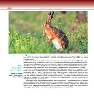 178 Цікаве про тварин Чернігівщини
настанням весни можна спостерігати зайців-русаків, які ганяються один за одним по полях
або на пасовищах, перекидаються і боксують. Ці шалені гонки зайців їхні шлюбні ігри перед
спаровуванням.
Дитинчата з’являються на світ покриті шерстю, зрячі, їхня маса становить близько 100 г. Вже в дво-
тижневому віці вони досягають маси 300-400 г. Статевозрілими зайченята стають уже наступного року.
Чисельність цих зайців міняється через такі причини: серед них поширений кокцидіоз, до якого схиль-
ні особини у віці від 5 тижнів до 5 місяців; вони часто страждають від несприятливих погодних умов.
Особливо згубні для них нестійка весна і багатосніжні, хуртовинні зими, які позбавляють їх корму.
Влітку хутро зайця сірого кольору, жовто-руде з боків і бурувате на спині, а на зиму воно біліє з
боків. Заєць-русак живе в місцевостях, покритих негустим лісом. Він любить відкриті місця і селить-
ся зазвичай там, де є зарості бур’яну, густої трави. Тому здебільшого зайця-русака можна зустріти
в полі, на лугу або пасовищі. Пересувається, як правило, стрибками, викидаючи вперед задні лапи
далі, ніж передні, причому на ґрунті утворюється характерна для заячих слідів конфігурація: сліди
передніх ніг знаходяться позаду задніх, і всередині, між слідами задніх. Непогано плаває і здатен
пересуватися по нахилених деревах.
Вдень заєць-русак відпочиває в неглибокій ямці, розташованій в добре укритому місці. Завдяки
своєму забарвленню він чудово маскується. Чим-небудь стривожений, русак нерухомо сидить, при-
тиснувши вуха до тіла. Якщо ворог підійде дуже близько, заєць вискакує з укриття і тікає. На короткій
відстані русак здатний розвивати швидкість бігу до 60 км/год. Втікаючи, заєць-русак може обдурити
переслідувача, майстерно заплутуючи сліди і швидко змінюючи напрям бігу.
Вид –
Заєць сірий –
Lepus europaeus
Родина — Зайцеві
Ряд — Зайцеподібні
Клас — Ссавці
З
 