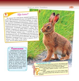 179
Цікаве про тварин Чернігівщини
Розмноження
Розмножується заєць-русак
у звичному для нього середови-
щі проживання. У затишному
місці він викопує лише невели-
ку ямку. Час гону в русака по-
чинається в середині березня
і триває до середини вересня.
Приблизно третина всіх самок
дають по чотири виводки на
рік. За рік одна самка в серед-
ньому приносить 9–11 зайче-
нят. Вагітність у самок зайця-
русака триває 45–50 діб.
На пошуки їжі заєць-русак зазвичай вирушає в су-
тінках. Він нахиляється до землі, вуха притискаючи до
спини. Пересувається заєць-русак повільно, не стри-
бає, прагнучи залишитися непомітним. Травна систе-
ма русака пристосована до перетравлювання великої
кількості рослинного корму. Основу літнього раціону
зайця-русака складають різноманітні трав’янисті
рослини, а перевагу він віддає бобам і злаковим. Жив-
лення цими рослинами зберігається і взимку, якщо на
це йому дозволяє глибина снігу. У зимовий час, коли
розкопати рослини, що знаходяться під товстим ша-
ром снігу, дуже важко, русак переходить на живлення
деревною і чагарниковою рослинністю. Він охоче їсть
пагони й кору верби, в’яза, клена, а також яблунь і
груш, чим він завдає шкоди садкам.
Що їсть?
ЧИ ТОБІ ВІДОМО, ЩО...
– Поранений заєць пронизливо кричить. Наслідуючи цим
звукам, мисливці намагаються принадити лисиць. У разі не-
безпеки заєць також голосно скрегоче зубами.
– Іноді зайці з’їдають полівок і навіть дитинчат
свого виду.
– Зуби у зайців ростуть все життя. Вони стира-
ються, коли зайці гризуть їжу, але рости ніколи не при-
пиняють.
 