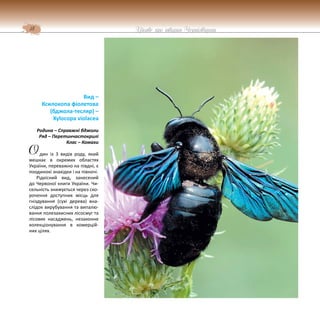 18 Цікаве про тварин Чернігівщини
Вид –
Ксилокопа фіолетова
(бджола-тесляр) –
Xylocopa violacea
Родина – Справжні бджоли
Ряд – Перетинчастокрилі
Клас – Комахи
дин із 3 видів роду, який
мешкає в окремих областях
України, переважно на півдні, є
поодинокі знахідки і на півночі.
Рідкісний вид, занесений
до Червоної книги України. Чи-
сельність знижується через ско-
рочення доступних місць для
гніздування (сухі дерева) вна-
слідок вирубування та випалю-
вання полезахисних лісосмуг та
лісових насаджень, незаконне
колекціонування в комерцій-
них цілях.
О
 