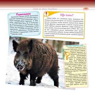 181
Цікаве про тварин Чернігівщини
Розмноження
Вагітність триває 120 діб. Дитинчата
зазвичай з’являються на світ рано навесні.
Перед пологами самка влаштовує лігво, в
якому народжуються поросята. В одно-
му приплоді може бути до 12 дитинчат.
Вони залишаються в лігві близько 10 днів.
Самка, яка перебуває з поросятами, є дуже
агресивною, і нападає на кожного, хто по-
сміє до них наблизитися. Покинувши лігво,
свиноматка з поросятами знову приєдну-
ється до стада.
Дикий кабан, як і домашня свиня, живиться зде-
більшого рослинною їжею, але можна стверджувати,
що він є всеїдним: поїдає жолуді, горішки буків, траву,
листя, фрукти і коренеплоди, а також личинки комах,
жаб і дрібних гризунів. Водночас, вепри завдають ве-
ликої шкоди сільськогосподарським угіддям. Все ста-
до йде годуватися разом, найчастіше рано вранці
або з настанням сутінків. Іклами кабани розривають
м’який лісовий або болотяний грунт, шукаючи коріння
і коренеплодів.
Що їсть?
ЧИ ТОБІ ВІДОМО, ЩО...
– У кожного поросяти на тілі
матері є свій сосок, з якого воно
смокче молоко. Новона-
роджені першими на-
магаються дістатися до
сосків, розташованих
ближче до голови самки,
тобто в найзручнішому
місці. Мати приділяє їм
більше уваги, і вони знаходяться
на безпечній відстані від її копит.
– Хвіст дикого кабана є до-
вшим, ніж у домашньої свині,
звисає він донизу. Тварина з його
допомогою відганяє надокучли-
вих комах.
– Поросята на спині і з боків
тіла мають смужки. Таке забарв-
лення вони втрачають у віці шес-
ти місяців. Через рік у них вирос-
тає постійна чорно-бура щетина.
– Кабан чудовий плавець,
який може здолати значну від-
стань.
 