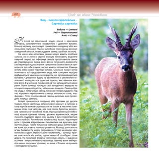 182 Цікаве про тварин Чернігівщини
Вид – Козуля європейська –
Capreolus capreolus
Родина — Оленеві
Ряд — Парнокопитні
Клас — Ссавці
озуля це маленький родич оленя з красивою
статурою, симпатичною мордочкою і довгими вухами.
Більшу частину року козулі тримаються поодинці або ма-
ленькими групками. Під час шлюбних ігор самець виконує
заведений ритуал, переслідуючи самку, що бігає по колу.
На ногах між копитами самки козулі мають особливі
залози, які в липні і серпні місяцях починають виділяти
пахучий секрет, що інформує самців про готовність самок
до спаровування. Самці вже з весни починають охороняти
свої території від посягання суперників і намагаються при-
вернути до себе самок, які не мають потомства. Самець
мітить межі своєї території сечею. Оскільки пахучі мітки
помічають всі представники виду, між самцями нерідко
відбуваються змагання за першість, які супроводжуються
бійками. Суперники йдуть на зближення зі схиленими го-
ловами і накидаються один на одного, виставивши впе-
ред роги. В учасників поєдинків на тілі залишаються важкі
рани. Потім самець покидає свої володіння і вирушає на
пошуки пахучих відміток, залишених самкою. Самець йде
по сліду, і, побачивши самку, починає її переслідувати. Під
час коротких перепочинків самець неголосно сопе, «чу-
фиркає». Після спаровування самець декілька днів прово-
дить поряд з самкою.
Козулі тримаються поодинці або групами до десяти
тварин. Вони найбільш активні рано вранці і в сутінках в
таку пору їх можна спостерігати не тільки в листяних і змі-
шаних лісах і на узліссях, але і на полях, болотах, вересо-
вих галявинах і у хвойних лісах. При щонайменшій небез-
пеці козуля піднімає голову і уважно вдивляється, звідки
лунають підозрілі звуки, при цьому її вуха повертаються
саме в той бік. Роги мають тільки самці козулі. Характерні
роги з трьома відростками з’являються на другому році
життя самців. Проте тільки на третьому році життя твари-
ни вони досягають повного розвитку. Молоді роги мають
м’яку бархатисту шкіру, пронизану густою мережею кро-
воносних судин. Навесні роги костеніють, і самець праг-
не очистити їх від шкіри, тручи ними об стовбури і гілки
дерев. На території України популяції козуль є відносно
осілими і лише змінюють пасовища. Взимку вони вибира-
ють менш засніжені ділянки, на яких є більше чагарників
з молодими кущами.
К
 