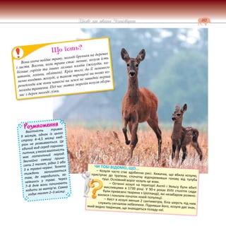 183
Цікаве про тварин Чернігівщини
Розмноження
Вагітність триває
9 місяців, однак із цього
строку 4–4,5 місяці емб-
ріон не розвивається. Це
єдиний вид серед парноко-
питних,уякоговагітність
має латентний період.
Звичайно самиці прино-
сять 2 телят, рідко 1 або
3 в травні-червні. Телята
тиждень залишаються
там, де народились, за-
чаївшись у траві. Через
7–8 днів вони починають
ходити за матір’ю. Самка
годує телят 2–3 місяці.
Вона охоче поїдає траву, молоді бруньки на деревах
і листя. Восени, коли трави стає менше, козуля їсть
більше горіхів та інших лісових плодів (жолудів, ка-
штанів, лохини, обліпихи). Крім того, до її зимового
меню входять жолуді, а також вирощені на полях ко-
ренеплоди аж поки навесні на землі не завидніє перша
молода травичка. Під час лютих морозів козуля обгри-
зає з дерев молоді гілки.
Що їсть?
ЧИ ТОБІ ВІДОМО, ЩО...
– Козуля часто стає здобиччю рисі. Хижачка, що вбила козулю,
приступає до трапези, спочатку відокремивши голову від тулуба
туші. Основний ворог козуль це вовк.
– Останні козулі на території Англії і Уельсу були вбиті
мисливцями в 1730 році. У 90-х роках XVIII століття сюди
були привезені тварини з Шотландії, які незабаром розмно-
жилися і поклали початок новій популяції.
– Хвіст в козулі менше 2 сантиметрів, біла шерсть під ним
служить сигналом небезпеки. Піднявши його, козуля дає знак,
який видно тваринам, що знаходяться позаду неї.
 