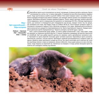 184 Цікаве про тварин Чернігівщини
вропейські кроти часто поселяються на лугах і пасовищах, їх можна зустріти у долинах. Кроти
є активними як у світлу, так і в темну пору доби. У пошуках їжі вони без упину риють підземні
тунелі. Ходи кротів можна знайти на різній глибині: біля самої поверхні землі і на глибині 70 см.
Риючи коридор неподалік від земної поверхні, кріт викидає землю назовні так утворюються кро-
товини. Кротовини вказують напрям підземної дороги. Тунелі, вириті кротами, можуть досягати
150 м завдовжки, проте в середньому їхня довжина не перевищує 40–50 м. Молоді недосвідчені
кроти, що селяться в непридатних для спорудження нір місцях, нерідко гинуть під час дощів,
що заливають їхні нори. Кріт будує гніздо на глибині 30-50 см. Після кожних чотирьох годин ін-
тенсивного полювання тварина спить протягом чотирьох-п’яти годин. Добовий ритм активності
крота визначається швидкістю перетравлювання їжі. Кроти територіальні тварини. Нерідко воло-
діння декількох кротів перекриваються. Тварини уникають зустрічей одна з одною.
Нюх у крота розвинений дуже добре, не менш добре розвинений і слух, тому корм і воду
він відчуває на порівняно великій відстані. У темних підземних коридорах зір кротові практично
не потрібний. Кріт має добре відчуття дотику він відчуває навіть щонайменші коливання зем-
лі. Рухливий ніс крота вкритий тисячами дуже чутливих волосків. Європейські кроти уникають
кам’янистих, вологих і кислих ґрунтів. Кротовини зазвичай розташовуються в шеренгу одна за
одною. Діаметр свіжої кротовини складає до 30 см. Рух ґрунту внаслідок риття кротом нір, коли
він виштовхує землю з нори на поверхню, можна побачити, тільки дуже уважно за ним спостері-
гаючи. Іноді тварина на короткий час з’являється на поверхні. А іноді цілими місяцями крота не
помітно він знаходить поживу під землею.
Вид –
Кріт європейський –
Talpa europaea
Родина — Кротові
Ряд — Комахоїдні
Клас — Ссавці
Є
 