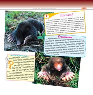 185
Цікаве про тварин Чернігівщини
Розмноження
Шлюбний сезон кротів зазвичай триває з квітня по чер-
вень. Самець знаходить самку в її підземному житлі, де і
відбувається спаровування. Потім тварини розходяться,
і кожна живе своїм життям. Самка приносить один при-
плід на рік. У кожному приплоді в середньому буває 3–4 ди-
тинчат. Самка готується до появи дитинчат на світ, ви-
копуючи й облаштовуючи окрему гніздову камеру. Малюки
народжуються безпорадними і абсолютно голими, проте
завдяки материнській опіці і доброму харчуванню вони рос-
туть дуже швидко.
Р
Р
Основним кормом кротів є дощові черв’яки. А ще
урізноманітнюють раціон цих тварин личинки комах
і слимаки. Кріт полює під землею, досліджуючи свої
тунелі на предмет наявності в них живності. Він є не-
нажерливою твариною маса щоденної норми їжі ста-
новить не менше половини маси тіла самого крота.
Перш ніж з’їсти дощового черв’яка, кріт видавлює
землю, що знаходиться в його кишечнику.
Що їсть?
ЧИ ТОБІ ВІДОМО, ЩО...
– Європейські кроти чудові плавці,
проте зазвичай вони уникають вологих
місць. Крім того, ці тварини пре-
красно лазять по горах.
– Основу живлення євро-
пейського крота складають до-
щові черв’яки. Організм черв’яка
на 80 відсотків складається з води,
тому кріт може обходитися без
води в чистому вигляді.
– У шкірі європейського крота містить-
ся значно більше нервових закінчень, ніж
у шкірі інших ссавців. Механізм їх функці-
онування ще й досі не вивчений.
 