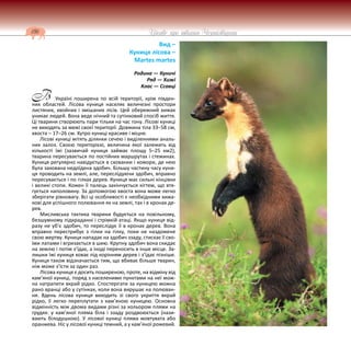 186 Цікаве про тварин Чернігівщини
Вид –
Куниця лісова –
Martes martes
Родина — Куничі
Ряд — Хижі
Клас — Ссавці
Україні поширена по всій території, крім півден-
них областей. Лісова куниця населяє величезні простори
листяних, хвойних і змішаних лісів. Цей обережний хижак
уникає людей. Вона веде нічний та сутінковий спосіб життя.
Ці тварини створюють пари тільки на час гону. Лісові куниці
не виходять за межі своєї території. Довжина тіла 33–58 см,
хвоста – 17–26 см. Хутро куниці красиве і міцне.
Лісові куниці мітять ділянки сечею і виділеннями аналь-
них залоз. Своєю територією, величина якої залежить від
кількості їжі (зазвичай куниця займає площу 5–25 км2),
тварина пересувається по постійних маршрутах і стежинах.
Куниця регулярно навідується в схованки і комори, де нею
була захована недоїдена здобич. Більшу частину часу куни-
ця проводить на землі, але, переслідуючи здобич, вправно
пересувається і по гілках дерев. Куниця має сильні кінцівки
і великі стопи. Кожен її палець закінчується кігтем, що втя-
гується наполовину. За допомогою хвоста вона може легко
зберігати рівновагу. Всі ці особливості є необхідними хижа-
кові для успішного полювання як на землі, так і в кронах де-
рев.
Мисливська тактика тварини будується на повільному,
безшумному підкраданні і стрімкій атаці. Якщо куниця від-
разу не уб’є здобич, то переслідує її в кронах дерев. Вона
вправно перестрибує з гілки на гілку, поки не наздожене
свою жертву. Куниця нападає на здобич ззаду, стискає її сво-
їми лапами і вгризається в шию. Крупну здобич вона скидає
на землю і потім з’їдає, а іноді переносить в інше місце. За-
лишки їжі куниця ховає під корінням дерев і з’їдає пізніше.
Куниця також відзначається тим, що вбиває більше тварин,
ніж може з’їсти за один раз.
Лісова куниця є досить поширеною, проте, на відміну від
кам’яної куниці, поряд з населеними пунктами на неї мож-
на натрапити вкрай рідко. Спостерігати за куницею можна
рано вранці або у сутінках, коли вона вирушає на полюван-
ня. Вдень лісова куниця виходить зі свого укриття вкрай
рідко, її легко переплутати з кам’яною куницею. Основна
відмінність між двома видами різні за кольором плями на
грудях: у кам’яної пляма біла і ззаду роздвоюється (нази-
вають білодушкою). У лісової куниці пляма жовтувата або
оранжева. Ніс у лісової куниці темний, а у кам’яної рожевий.
В
 