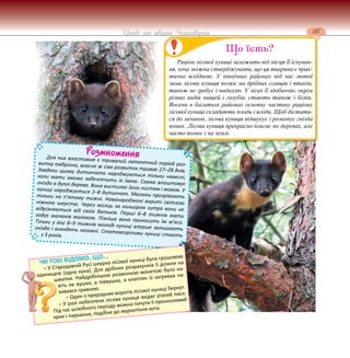 187
Цікаве про тварин Чернігівщини
Розмноження
Для них властивим є тривалий латентний період роз-
витку ембріона, власне ж сам розвиток триває 27–28 днів.
Завдяки цьому дитинчата народжуються тільки навесні,
коли мати зможе забезпечити їх їжею. Самка влаштовує
гніздо в дуплі дерева. Вона вистилає його листям і мохом. У
куниці народжується 2–8 дитинчат. Малюки прозрівають
тільки на п’ятому тижні. Новонароджені вкриті світлою
ніжною шерстю. Через місяць за кольором хутра вони не
відрізняються від своїх батьків. Перші 6–8 тижнів мати
годує малюків молоком. Пізніше вона приносить їм м’ясо.
Тільки у віці 8–9 тижнів молоді куниці вперше залишають
гніздо і виходять назовні. Статевозрілими куниці стають
з 3 років.
р Ч р щ
Раціон лісової куниці залежить від місця її існуван-
ня, хоча можна стверджувати, що ця тварина є прак-
тично всеїдною. У північних районах під час лютої
зими лісова куниця полює на дрібних ссавців і птахів,
також не гребує і падаллю. У лісах її здобиччю, окрім
різних видів мишей і голубів, стають також і білки.
Восени в багатьох районах основну частину раціону
лісової куниці складають плоди і ягоди. Щоб дістати-
ся до личинок, лісова куниця відшукує і розкопує гнізда
комах. Лісова куниця прекрасно плигає по деревах, але
часто полює і на землі.
Що їсть?
ЧИ ТОБІ ВІДОМО, ЩО...
– У Стародавній Русі шкурка лісової куниці була грошовою
одиницею (одна куна). Для дрібних розрахунків її ділили на
шматки. Найдрібнішою розмінною монетою було на-
віть не вушко, а піввушка, а клаптик із загривка на-
зивався гривнею.
– Один з природних ворогів лісової куниці беркут.
– У разі небезпеки лісова куниця видає різкий писк.
Під час шлюбного періоду можна почути її пронизливий
крик і пирхання, подібне до муркотіння кота.
 