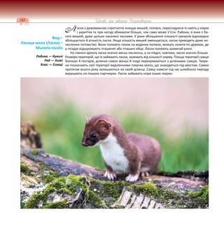 188 Цікаве про тварин Чернігівщини
аска з дивовижною спритністю знищує мишей, полівок, переслідуючи їх навіть у норах
і укриттях та при нагоді вбиваючи більше, ніж сама може з’їсти. Райони, в яких є ба-
гато мишей, дуже щільно населені ласками. У роки збільшення кількості гризунів відповідно
збільшується й кількість ласок. Якщо кількість мишей зменшується, ласки приводять дуже не-
численне потомство. Вони полюють також на водяних полівок, можуть лазити по деревах, де
у гніздах відшуковують пташенят або пташині яйця. Ласки полюють зазвичай уночі.
На півночі ареалу ласка значно менш численна, а на півдні, навпаки, ласок значно більше.
Розміри територій, що їх займають ласки, залежать від кількості корму. Площа території самця
близько 4 гектарів, ділянки самок менші й іноді перекриваються з ділянками самців. Твари-
ни позначають свої території виділеннями пахучих залоз, що знаходяться під хвостом. Самки
протягом всього року залишаються на своїй ділянці. Самці навесні під час шлюбного періоду
вирушають на пошуки партнерки. Ласки займають нори інших тварин.
Вид –
Ласиця мала (Ласка) –
Mustela nivalis
Родина — Куничі
Ряд — Хижі
Клас — Ссавці
Л
 