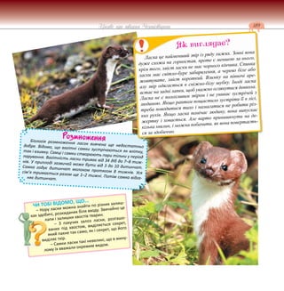 189
Цікаве про тварин Чернігівщини
Розмноження
Біологія розмноження ласок вивчена ще недостатньо
добре. Відомо, що вагітні самки зустрічаються як влітку,
так і взимку. Самці і самки створюють пари тільки у період
парування. Вагітність ласки триває від 34 діб до 7–8 тиж-
нів. У приплоді зазвичай може бути від 3 до 10 дитинчат.
Самка годує дитинчат молоком протягом 8 тижнів. Уся
сім’я тримається разом ще 1–2 тижні. Потім самка відга-
няє дитинчат.
Ласка це найменший звір із ряду хижих. Зовні вона
дуже схожа на горностая, проте є меншою за нього,
крім того, хвіст ласки не має чорного кінчика. Спинка
ласки має світло-буре забарвлення, а черево біле або
жовтувате, хвіст короткий. Взимку на півночі аре-
алу звір одягається в сніжно-білу шубку. Іноді ласка
встає на задні лапки, щоб уважно оглянутися довкола.
Ласка не є полохливим звіром і не уникає зустрічей з
людиною. Якщо раптом пощастило зустріти її в лісі,
треба поводитися тихо і намагатися не робити різ-
ких рухів. Якщо ласка помічає людину, вона випускає
жертву і ховається. Але варто принишкнути на де-
кілька хвилин, і можна побачити, як вона повертаєть-
ся за здобиччю.
Як виглядає?
ЧИ ТОБІ ВІДОМО, ЩО...
– Нору ласки можна знайти по різних залиш-
ках здобичі, розкиданих біля входу. Звичайно це
лапи і залишки хвостів тварин.
– З пахучих залоз ласки, розташо-
ваних під хвостом, виділяється секрет,
який пахне так само, як і секрет, що його
виділяє тхір.
– Самки ласки такі невеликі, що в мину-
лому їх вважали окремим видом.
 