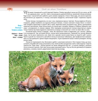 190 Цікаве про тварин Чернігівщини
ей хижак поширений на всій території України. Розмір звичайної лисиці до 50 см в холці, до 90
см в довжину, вага – до 10 кг. Хвіст у лисиці досить довгий 30-60 см, пухнастий з білим кінчиком.
Руде хутро і пухнастий хвіст роблять цього хижака нарядним. Спина і боки руді, але різних відтінків:
від вогняного до сіруватого. У лисиць загострена мордочка, витончений тулуб і порівняно короткі
лапи.
Полює лисиця, покладаючись на слух і нюх, переважно вранці і ввечері. Лисиці відмінно бігають,
плавають, добре стрибають (на відстань більше 4 метрів, а також «свічкою» вгору). Вночі і в спекот-
ний полудень відпочиває в укритті або в траві. Укриттям може послужити кущ, дупло, розташоване
невисоко над землею. Нори лисиці риють на схилах ярів і пагорбів. Нерідко ці тварини займають чужі
нори і ускладнюють їх новими ходами. Між періодами розмноження лисиця користується норою,
тільки тікаючи від переслідування, вважаючи за краще в «вільний час» спати на землі або на снігу.
Основний ворог лисиці в природі – вовк. Він харчується тими ж тваринами, що і лисиця, і вбиває
їх як конкурентів. Там, де вовків багато, лисиці мало розмножуються. Тривалий час лисиць вбивали
люди, так як вони переносять сказ. Крім того, красиве лисяче хутро йшло на пошиття шуб і шапок.
Проте в даний час чисельність звичайної лисиці не викликає побоювань. Для профілактики захворю-
вань на сказ домашніх і диких тварин вакцинують. А для отримання хутра в неволі розводять лисиць
різних порід.
Лисиці не пережовують їжу. Вони рвуть здобич і шматками ковтають її. Вся справа в тому, що лиси-
ці мають специфічний склад шлункового соку, який негайно розщеплює навіть найскладніші і жорсткі
шматки їжі. Саме тому – лисиця довгий час може обходитися без їжі – в шлунку завжди є залишки
після останньої трапези. Хвіст для лисиці дуже важливий орган. Під час бігу він допомагає їй тримати
рівновагу, а взимку служить додатковим захистом від холоду.
Вид –
Лисиця –
Vulpes vulpes
Родина — Псові
Ряд — Хижі
Клас — Ссавці
Ц
 