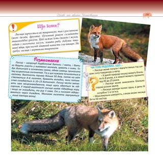 191
Цікаве про тварин Чернігівщини
Розмноження
Лисиці – напрочуд турботливі батьки. І мати, і бать-
ко беруть участь у вихованні малюків, грають з ними. Го-
дує дитинчат в основному самка, однак самець приносить
їжу осиротілим лисенятам. Гін у цих хижаків починається в
лютому. Вагітність триває більше 50 днів, потім на світ
з’являються 4–6 лисенят, бувають випадки, коли потом-
ство складається із 10–13 дитинчат. Лисиці часто зміню-
ють своє місцезнаходження, якщо щось здається їм під-
озрілим. У період вагітності лисиця шукає підходящу нору,
і якщо не знаходить, то риє її сама. Очі у лисенят відкри-
ваються через тиждень. Молоком лисенята харчуються
лише півтора місяці.
Лисиця харчується як тваринною, так і рослинною
їжею (ягоди, фрукти). Основний раціон складають
мишоподібні гризуни. Цей хижак їсть їжаків і жуків,
зайців і маленьких косуль, ловить рибу, добуває пта-
шині яйця, при нагоді здатний напасти і на птицю. Не
гребує лисиця і мертвими тваринами.
Що їсть?
ЧИ ТОБІ ВІДОМО, ЩО...
– Лисиця може почути і відчути мишу під ша-
ром снігу товщиною в метр.
– У дикій природі лисиці живуть близь-
ко 6–8 років, а в неволі можуть прожити
від 20 до 25 років.
– Лисиця може вимовляти близько
сорока різних звуків.
– Лисиця завжди полює одна, в день їй
потрібно 1 кг м’яса.
– Максимальна швидкість, з якою може лисиця
бігти 50 км/год.
 