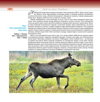 192 Цікаве про тварин Чернігівщини
айбільший представник родини оленевих. Самці досягають 600 кг. Дуже сильні твари-
ни. Можуть легко перескакувати 4-метрову канаву і 2-метрову огорожу. Полюбляють
оселятися біля річок і озер, у болотистій місцевості. Прекрасно плавають. Самців прикрашають
великі роги. Завдяки своїй силі лось не боїться ні вовка, ні рисі.
Період спаровування у лосів припадає на осінь. Під час гону самці поводяться дуже агре-
сивно: вони ламають рогами молоді дерева й чагарники, голосно стогнуть. Лось залицяється
тільки до однієї самки, проте протягом шлюбного періоду може злучатися з декількома. Моло-
ді самці зазвичай поступаються старшим і сильнішим самцям, проте супротивники, чиї сили є
рівними, вступають у сутичку і нерідко завдають один одному важких поранень. Лосі зазвичай
тримаються поодинці або ж маленькими групами. Навесні та влітку самці й самки перебувають
окремо. Самки в цей час живуть зі своїми дитинчатами. Влітку лосі зустрічаються переважно на
рівнинах, поблизу озер і боліт. Коли наступають холоди, тварини йдуть на височини й шукають
там укриття в лісах.
Високі сніги ускладнюють для лосів як рух, так і пошук кормів. Здебільшого тварини ходять
по уторованих стежках і годуються неподалік від доріг. У місцях, де є корм, лосі об’єднуються у
великі групи. Мисливці називають такі місця «стійбищами» лосів. Слабкий лось – це потенцій-
на здобич для вовків. Вовки зазвичай нападають на зголоднілих тварин у кінці зими. Процес
приручення диких лосів дуже простий. Лосеня звикає до людини, яка його годує, на усе життя.
Відомий випадок, коли на вільному випасі в тайзі загубилася однорічна лосиця. Через два роки
вона зустрілася у тайзі зі своїм годувальником. Почувши його голос, вона побігла до нього, стала
обнюхувати обличчя, руки й тикатися мордою в кишеню, з якої діставала колись ласощі. Лосиця
пройшла за людиною близько 10 км до лосеферми і залишилася там жити.
Вид –
Лось європейський –
Alces alces
Родина — Оленеві
Ряд — Парнокопитні
Клас — Ссавці
Н
 