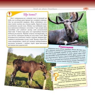 193
Цікаве про тварин Чернігівщини
Розмноження
Наприкінці весни лосиця народжує одного або двох лосе-
нят, вкритих золотисто-коричневою шерстю, які в перші
дні життя нетвердо стоять на ногах, проте через тиж-
день вже всюди супроводжують матір. Друге лосеня в пар-
них приплодах часто гине. У віці 4–5 місяців годування моло-
ком припиняється. Проте дитинча залишається з матір’ю
доти, доки не настане час її наступних пологів. Починаючи з
місячного віку, лосеня також пощипує травичку.
Н
Лосі є активними як у світлий, так і в темний час
доби, але особливо рано вранці та у вечірніх сутінках.
Лосі це рослиноїдні тварини. Вони годуються голо-
вним чином листям та гілками верби, берези й осики,
полюбляють молоду хвою. Влітку лосі віддають пере-
вагу випаленим ділянкам і лісосікам. У цих місцях вони
знаходять свої улюблені ласощі зніт вузьколистий
(іван-чай). У теплу пору року лосі харчуються також
водними рослинами. Нерідко можна спостерігати, як
лось під час годування стоїть по саму шию у воді. Щоб
дістатися до улюблених стебел і коріння, тварині при-
ходиться занурювати голову у воду. Взимку озера й бо-
лота замерзають, і тоді лосі змушені задовольнятися
пагонами листяних і хвойних порід, трав’янистими
рослинами та кущами ягід.
Що їсть?
ЧИ ТОБІ ВІДОМО, ЩО...
– Відомі випадки, коли лосі під час гону ата-
кували поїзди, звук сигналів яких приймали за
ревіння конкурентів.
– Лось під час бігу розвиває швид-
кість до 56 км/год. Він також добре
плаває і здатний перебувати під водою
близько 1 хвилини.
– Лось має дуже слабкий зір і це ком-
пенсується прекрасно розвиненим слухом
і нюхом.
– У глибокому снігу лось почувається безпорад-
ним. Цим часто користуються мисливці.
 