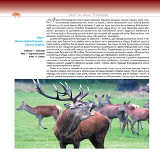 194 Цікаве про тварин Чернігівщини
реал благородного оленя дуже великий. Рідними місцями оленів служать світлі ліси,
в основному широколистяні, лісисті острови, і навіть темнохвойні ліси. Оленів можна
побачити в лісі рано вранці або в сутінках. У цей час вони пасуться на галявинах біля узлісся.
Щоб не сполохати оленя, потрібно поводитися тихо, адже олені, як і інші травоїдні, дуже обе-
режні і реагують на щонайменше шелестіння або незнайомий запах і відразу ж ховаються в
лісі. Влітку шерсть благородних оленів має каштановий або рудуватий колір. Восени вона стає
довшою, жорсткішою (не пропускає крізь себе вологу) і темнішою.
Шлюбний період оленів припадає на вересень – жовтень, цей період називається гоном. У пе-
ріод гону самці багато п’ють, майже нічого не їдять і часто вивалюються в бруді. У цей час дорослі
самці ведуть жорстокі бої за право злучатися з самками. Три тижні по лісу лунає ревіння оленів
виклики на бій. Поєдинок зазвичай розпочинається із залякування і демонстрації своєї сили. Іноді
трапляється, що слабкіший самець поступається без бою. Переможцеві дістається гарем самок, в
якому може бути від 5 до 20 особин. Після закінчення гону самці залишають самок і об’єднуються
в холостяцькі стада. Самки також утворюють стада, де перебувають особини однієї статі.
Благородний олень здавна був улюбленим об’єктом для полювання. Щорічне скорочення
чисельності оленів за допомогою планового відстрілу необхідне, оскільки, розмножившись,
тварини можуть завдати серйозної шкоди лісам і полям. Деякі підвиди благородного оленя
легко розмножуються в неволі.
Самці усіх оленів у певний час року мають величезні гіллясті роги, які вони використовують
як турнірну зброю при сутичці із суперником за право володіти стадом самок. Після закінчення
періоду гону олень скидає старі роги, замість них навесні починають рости молоді – панти. У
цей час самиці народжують оленят, які мають плямисте забарвлення – для кращого маскування.
Вид –
Олень європейський –
Cervus elaphus
Родина — Оленеві
Ряд — Парнокопитні
Клас — Ссавці
А
 