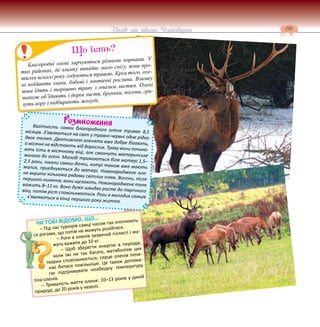 195
Цікаве про тварин Чернігівщини
Розмноження
Вагітність самки благородного оленя триває 8,5
місяців. З’являються на світ у травні-червні одне рідко
двоє телят. Двотижневі оленята вже добре бігають,
а місячні не відстають від дорослих. Траву вони почина-
ють їсти в місячному віці, але смокчуть материнське
молоко до осені. Молоді тримаються біля матері 1,5–
2,5 роки, інколи самки-дочки, котрі також вже мають
малих, приєднуються до матері. Новонароджене оле-
ня вкрите кількома рядами світлих плям. Восени, після
першого линяння, вони щезають. Новонароджене теля
важить 8–11 кг. Воно дуже швидко росте до піврічного
віку, потім ріст сповільнюється. Роги в молодих самців
з’являються в кінці першого року життя.
Благородні олені харчуються різними кормами. У
тих районах, де взимку випадає мало снігу, вони про-
тягом всього року годуються травою. Крім того, оле-
ні поїдають злаки, бобові і зонтичні рослини. Взимку
вони їдять і торішню траву з опалим листям. Олені
також об’їдають з дерев листя, бруньки, пагони, гри-
зуть кору і підбирають жолуді.
Що їсть?
ЧИ ТОБІ ВІДОМО, ЩО...
– Під час турнірів самці часом так зчіплюють-
ся рогами, що потім не можуть розійтися.
– Роги в оленів зазвичай гіллясті і мо-
жуть важити до 10 кг.
– Щоб зберегти енергію в періоди,
коли їжі не так багато, метаболізм цих
тварин сповільнюється, серце оленів почи-
нає битися повільніше. Це також допома-
гає підтримувати необхідну температуру
тіла оленів.
– Тривалість життя оленя: 10–13 років у дикій
природі; до 20 років у неволі.
 