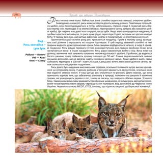 196 Цікаве про тварин Чернігівщини
ись типова хижа кішка. Найчастіше вона спокійно сидить на узвишші, очікуючи здобич.
Знаходячись на висоті, рись може оглядати досить велику ділянку. Помітивши потенцій-
ну здобич, вона тихо підкрадається, а потім, наблизившись, стрімко атакує її. Зазвичай рись зби-
ває жертву з ніг, перекидає її на землю й вбиває, перегризаючи сонну артерію або ламаючи ший-
ні хребці. Ця тварина має довгі ікла та крупні, гострі зуби. Якщо атака завершується невдачею, й
здобичі вдається вислизнути, то рись дуже рідко переслідує її далі, оскільки не здатна швидко
бігти. У такому разі рись найчастіше відпускає жертву й повертається на спостережний пункт.
Протягом більшої частини року рисі тримаються поодинці. Проте в лютому самці залиша-
ють свої ділянки і вирушають на пошуки партнерок. У цей період зазвичай спокійні та тихі
тварини видають дуже пронизливі крики. Між самцями відбуваються запеклі, а іноді й крива-
ві поєдинки. Рись віддає перевагу густим, важкодоступним для людини хвойним лісам, хоча
зустрічається вона і в інших насадженнях. Рись рідко наважується вийти з лісу. Вона живе на
ділянці, величина якої залежить головним чином від кількості здобичі. У районах, де водиться
багато дичини, самці займають ділянку площею до 50 км2
. Самки задовольняються значно
меншою ділянкою, що не досягає навіть половини ділянки самця. Якщо здобичі мало, самці
займають територію в 100 км2
і навіть більше. Самці рисі мітять межі своєї ділянки сечею, та-
кож залишають на деревах подряпини.
Рись довго була жаданим мисливським трофеєм, оскільки її плямисте хутро високо цінува-
лося на хутровому ринку. У деяких районах м’ясо рисі вважається делікатесом, оскільки воно
має відмінні смакові якості. У наші дні до рисі ставляться по-різному. Дехто вважає, що вона
приносить користь тим, що забезпечує рівновагу в природі, полюючи на гризунів й копитних
тварин, які ушкоджують дерева в лісі, також на лисиць, що завдають збитки людям. З іншого
боку, тваринники і мисливці вважають її серйозним шкідником, оскільки рись харчується голо-
вним чином промисловим звіром, через що на неї полювали. Вид занесений до Червоної книги
України, Червоного списку МСОП, CITES, і як вид, що підлягає охороні, до Бернської конвенції.
Вид –
Рись звичайна –
Lynx lynx
Родина — Котячі
Ряд — Хижі
Клас — Ссавці
Р
 