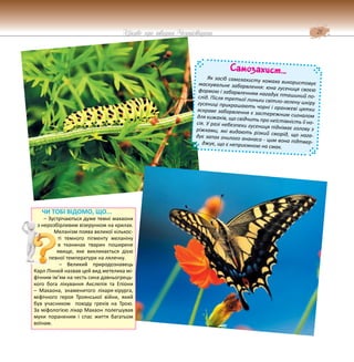 21
Цікаве про тварин Чернігівщини
ЧИ ТОБІ ВІДОМО, ЩО...
– Зустрічаються дуже темні махаони
з нерозбірливим візерунком на крилах.
Меланізм поява великої кількос-
ті темного пігменту меланіну
в тканинах тварин поширене
явище, яке викликається дією
певної температури на лялечку.
– Великий природознавець
Карл Лінней назвав цей вид метелика мі-
фічним ім’ям на честь сина давньогрець-
кого бога лікування Акслепія та Епіони
– Махаона, знаменитого лікаря-хірурга,
міфічного героя Троянської війни, який
був учасником походу греків на Трою.
За міфологією лікар Махаон полегшував
муки пораненим і спас життя багатьом
воїнам.
Самозахист…
Як засіб самозахисту комаха використовує
маскувальне забарвлення: юна гусениця своєю
формою і забарвленням нагадує пташиний по-
слід. Після третьої линьки світло-зелену шкіру
гусениці прикрашають чорні і оранжеві цятки
яскраве забарвлення є застережним сигналом
для хижаків, що свідчить про неїстівність її но-
сія. У разі небезпеки гусениця піднімає голову з
ріжками, які видають різкий сморід, що нага-
дує запах гнилого ананаса - цим вона підтвер-
джує, що є неприємною на смак.
 