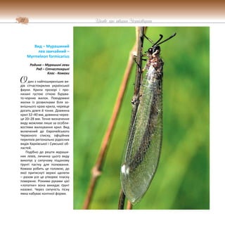 22 Цікаве про тварин Чернігівщини
Вид – Мурашиний
лев звичайний –
Myrmeleon formicarius
Родина – Мурашині леви
Ряд – Сітчастокрилі
Клас - Комахи
дин з найпоширеніших ви-
дів сітчастокрилих української
фауни. Крила прозорі і про-
низані густою сіткою бурува-
то-чорних жилок. Повздовжні
жилки із розвилками біля зо-
внішнього краю крила, черевце
досить довге й тонке. Довжина
крил 32–40 мм, довжина черев-
ця 20–28 мм. Точне визначення
виду можливе лише за особли-
востями жилкування крил. Вид
включений до Європейського
Червоного списку, офіційних
переліків регіонально рідкісних
видів Харківської і Сумської об-
ластей.
Подібно до решти мураши-
них левів, личинка цього виду
викопує у сипучому піщаному
ґрунті пастку для полювання.
Комаха робить це головою, до
якої притиснуті верхні щелепи
– разом усе це утворює пласку
поверхню. Різкими рухами цієї
«лопатки» вона викидає ґрунт
назовні. Через сипучість піску
ямка набуває конічної форми.
О
 