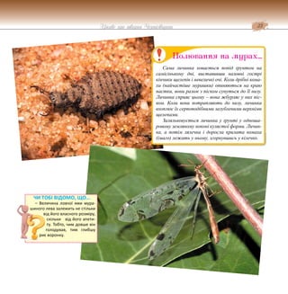 23
Цікаве про тварин Чернігівщини
Сама личинка ховається попід ґрунтом на
самісінькому дні, виставивши назовні гострі
кінчики щелепів і невеличкі очі. Коли дрібні кома-
хи (найчастіше мурашки) опиняються на краю
пастки, вони разом з піском сунуться до її низу.
Личинка сприяє цьому – вона жбурляє у них піс-
ком. Коли вони потрапляють до низу, личинка
вхоплює їх серпоподібними зазубленими верхніми
щелепами.
Заляльковується личинка у ґрунті у одноша-
ровому земляному коконі кулястої форми. Личин-
ка, а потім лялечка і доросла крилата комаха
(імаго) лежать у ньому, згорнувшись у кілечко.
Полювання на мурах…
ЧИ ТОБІ ВІДОМО, ЩО...
– Величина ловчої ями мура-
шиного лева залежить не стільки
від його власного розміру,
скільки від його апети-
ту. Тобто, чим довше він
голодував, тим глибшу
риє воронку.
 