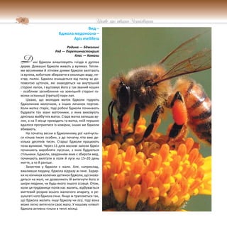 24 Цікаве про тварин Чернігівщини
икі бджоли влаштовують гнізда в дуплах
дерев. Домашні бджоли живуть у вуликах. Тепли-
ми весняними й літніми днями бджоли вилітають
із вулика, хоботком збираючи в околицях воду, не-
ктар, пилок. Бджола очищається від пилку за до-
помогою щіточок, які знаходяться на внутрішній
стороні лапок, і вштовхує його у так званий кошик
- особливе заглиблення на зовнішній стороні го-
мілки останньої (третьої) пари лап.
Цікаво, що молодих маток бджоли годують
бджолиним молочком, а інших личинок пергою.
Коли матка старіє, тоді робочі бджоли починають
будувати так звані маточники, у яких виховують
декілька майбутніх маток. Стара матка залишає ву-
лик, а на її місце приходить та матка, якій першою
вдалося прогризтися із комірки, інших же бджоли
вбивають.
На початку весни в бджолиному рої налічуєть-
ся кілька тисяч особин, а до початку літа вже де-
кілька десятків тисяч. Старші бджоли працюють
поза вуликом. Через 11 днів воскові залози бджіл
починають виробляти лусочки, з яких будуються
стільники. Бджоли, завданням яких є збирати мед,
починають вилітати в поля й луги на 15–20 день
життя, а то й раніше.
Захистом у бджоли є жало. Але, наприклад,
вжаливши людину, бджола відразу ж гине. Задир-
ки на кінчиках колючих щетинок бджоли, що знахо-
дяться на жалі, не дозволяють їй витягнути його зі
шкіри людини, чи будь-якого іншого ссавця. Отож,
коли ця трудівниця полів нас жалить, відбувається
миттєвий розрив всього жалючого апарату, в ре-
зультаті чого бджола гине. Якщо ж трапляється так,
що бджола жалить іншу бджолу чи осу, тоді вона
може легко витягнути своє жало. У нашому кліматі
бджола активна тільки в теплі місяці.
Вид –
Бджола медоносна –
Apis mellifera
Родина — Бджолині
Ряд — Перетинчастокрилі
Клас — Комахи
Д
 