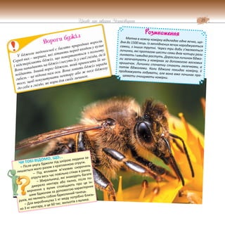 25
Цікаве про тварин Чернігівщини
У бджоли медоносної є багато природних ворогів.
Серед них – шершні, які літають перед входом у вулик
і підстерігають бджіл, що повертаються з польоту.
Вони нападають на бджіл і несуть їх у свої гнізда, де й
поїдають. Інший ворог бджоли, який приносить їй за-
гибель – це відома нам оса. Вона ловить бджіл заради
того, щоб покуштувати нектару або ж несе бджолу
до себе в гніздо, як корм для своїх личинок.
Вороги бджіл
Розмноження
Матка в кожну комірку відкладає одне яєчко, що-
дня до 1500 яєць. Із запліднених яєчок народжуються
самки, з інших трутні. Через три доби з’являються
личинки, які протягом шести-семи днів чотири рази
линяють і швидко ростуть. Дорослих личинок бджо-
ли запечатують у комірках за допомогою воскових
кришечок. Личинки спочатку стають лялечками, а
потім бджолами. Коли бджола покидає комірку, її
продовжують годувати, але вона вже починає пра-
цювати очищувати комірки.
ЧИ ТОБІ ВІДОМО, ЩО...
– Після укусу бджоли під шкірою людини за-
лишається жало разом з краплинкою отрути.
– Під впливом м’язових скорочень
отрута весь час повільно стікає в ранку.
– Збиральниці, які знаходять багате
джерело нектару або пилка, після по-
вернення у вулик сповіщають про це ін-
шим бджолам за допомогою характерних
рухів, які являють собою бджолиний танець.
– Для виробництва 1 кг меду потрібно близь-
ко 3 кг нектару, а це 60 тис. вильотів з вулика.
 