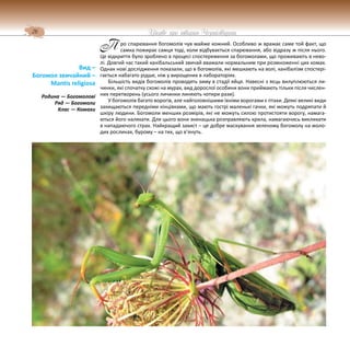 26 Цікаве про тварин Чернігівщини
ро спарювання богомолів чув майже кожний. Особливо ж вражає саме той факт, що
самка пожирає самця тоді, коли відбувається спарювання, або відразу ж після нього.
Це відкриття було зроблено в процесі спостереження за богомолами, що проживають в нево-
лі. Довгий час такий канібальський звичай вважали нормальним при розмноженні цих комах.
Однак нові дослідження показали, що в богомолів, які мешкають на волі, канібалізм спостері-
гається набагато рідше, ніж у вирощених в лабораторіях.
Більшість видів богомолів проводять зиму в стадії яйця. Навесні з яєць вилуплюються ли-
чинки, які спочатку схожі на мурах, вид дорослої особини вони приймають тільки після числен-
них перетворень (усього личинки линяють чотири рази).
У богомолів багато ворогів, але найголовнішими їхніми ворогами є птахи. Деякі великі види
захищаються передніми кінцівками, що мають гострі маленькі гачки, які можуть подряпати й
шкіру людини. Богомоли менших розмірів, які не можуть силою протистояти ворогу, намага-
ються його налякати. Для цього вони зненацька розправляють крила, намагаючись викликати
в нападаючого страх. Найкращий захист – це добре маскування зеленому богомолу на моло-
дих рослинах, бурому – на тих, що в’януть.
Вид –
Богомол звичайний –
Mantis religiosa
Родина — Богомолові
Ряд — Богомоли
Клас — Комахи
П
 