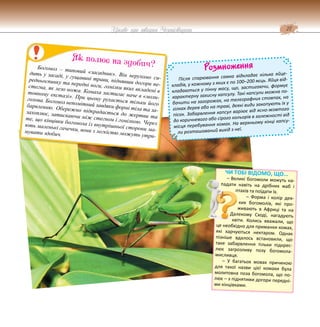 27
Цікаве про тварин Чернігівщини
Богомол – типовий «засадник». Він нерухомо си-
дить у засаді, у гущавині трави, піднявши догори пе-
редньоспинку та передні ноги, гомілки яких вкладені в
стегна, як лезо ножа. Комаха застигає наче в «моли-
товному екстазі». При цьому рухається тільки його
голова. Богомол непомітний завдяки формі тіла та за-
барвленню. Обережно підкрадається до жертви та
захоплює, затискаючи між стегном і гомілкою. Через
те, що кінцівки богомола із внутрішньої сторони ма-
ють маленькі гачечки, вони з легкістю можуть утри-
мувати здобич.
Як полює на здобич? Розмноження
Після спарювання самка відкладає кілька яйце-
кладів, у кожному з яких є по 100–200 яєць. Яйця від-
кладаються у пінну масу, що, застигаючи, формує
характерну захисну капсулу. Такі капсули можна по-
бачити на загорожах, на телеграфних стовпах, на
гілках дерев або на траві, деякі види закопують їх у
пісок. Забарвлення капсул варіює від ясно-жовтого
до коричневого або сірого кольорів в залежності від
місця перебування комах. На верхньому кінці капсу-
ли розташований вихід з неї.
ЧИ ТОБІ ВІДОМО, ЩО...
– Великі богомоли можуть на-
падати навіть на дрібних жаб і
птахів та поїдати їх.
– Форма і колір дея-
ких богомолів, які про-
живають в Африці та на
Далекому Сході, нагадують
квіти. Колись вважали, що
це необхідно для приманки комах,
які харчуються нектаром. Однак
пізніше вдалось встановили, що
таке забарвлення тільки підкрес-
лює загрозливу позу богомола-
мисливця.
– У багатьох мовах причиною
для такої назви цієї комахи була
молитовна поза богомола, що по-
лює – з піднятими догори передні-
ми кінцівками.
 
