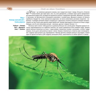 28 Цікаве про тварин Чернігівщини
омар – це невелика двокрила комаха, яка є родичкою мухи і овода. Більшість літаючих
комах мають дві пари крил, але, як у всіх двокрилих, у комара задні крила зредуковані
до невеликих відростків. Ці відростки рухаються разом з передніми крилами. Вважають, що вони
є органами, які допомагають утримувати рівновагу і напрям руху. Двокрилі комахи не можуть
приймати твердої їжі, отож харчуються рідинами, які вони всмоктують ротовим апаратом – хо-
ботком. У комарів ротовий апарат складається з декількох стилетів. Більшість комарів викорис-
товують як їжу тільки кров деяких видів хребетних. Комарі відкладають личинки не лише у водо-
ймищах, але й у всіх можливих місцях - калюжах, дуплах з водою, бочках і т.п.
Личинка тричі линяє і збільшується в довжину більше ніж у вісім разів. Невдовзі дорослі ли-
чинки перетворюються на горбатих лялечок, які також тримаються біля поверхні води. Шкірка
зрілої лялечки лопається на спині, і через розріз з’являється голова з антенами, а потім і груди
комахи, після цього звільняються крила і лапки. Комахи з’являються з лялечок вже статевозріли-
ми і відразу приступають до спаровування. Увечері десятки комарів рояться над водою. Самки
одна за одною влітають у рій і відразу залишають його, захоплюючи за собою одного із самців.
Вид –
Комар звичайний –
Culex pipiens
Родина — Комарі
Ряд — Двокрилі
Клас — Комахи
К
 