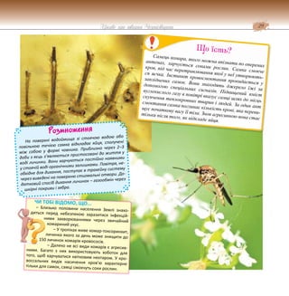 29
Цікаве про тварин Чернігівщини
Самець комара, якого можна впізнати по оперених
антенах, харчується соками рослин. Самка смокче
кров, під час перетравлювання якої у неї утворюють-
ся яєчка. Інстинкт кровосмоктання прокидається у
запліднених самок. Вони знаходять джерело їжі за
допомогою спеціальних сигналів. Підвищений вміст
вуглекислого газу в повітрі вказує самці шлях до місць
скупчення теплокровних тварин і людей. За один акт
смоктання самка поглинає кількість крові, яка переви-
щує початкову вагу її тіла. Знов агресивною вона стає
тільки після того, як відкладе яйця.
Що їсть?
Розмноження
На поверхні водоймища зі стоячою водою або
повільною течією самка відкладає яйця, сполучені
між собою у формі човника. Приблизно через 2–3
доби з яєць з’являються пристосовані до життя у
воді личинки. Вони харчуються постійно наявними
у стоячій воді органічними залишками. Повітря, не-
обхідне для дихання, поступає в трахейну систему
через виведені на поверхню стигмальні отвори. До-
датковий спосіб дихання личинок – газообмін через
шкірні покриви і зябра.
ЧИ ТОБІ ВІДОМО, ЩО...
– Близько половини населення Землі знахо-
диться перед небезпекою заразитися інфекцій-
ними захворюваннями через звичайний
комариний укус.
– У тропіках живе комар-токсоринхит,
личинка якого за день може знищити до
150 личинок комарів-кровососів.
– Далеко не всі види комарів є агресив-
ними. Багато з них використовують хоботок для
того, щоб харчуватися квітковим нектаром. У кро-
воссальних видів насичення кров’ю характерне
тільки для самок, самці смокчуть соки рослин.
 