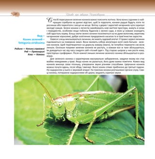 30 Цікаве про тварин Чернігівщини
посіб пересування зелених коників важко пояснити логічно. Хоча вони є одними із най-
кращих стрибунів на далекі відстані, щоб їх подолати, коники радше будуть лізти по
рослинах або перелітати з місця на місце. Влітку з дерев і заростей чагарників чути скрипучі
мелодії самців. Зелені коники з легкістю завойовують нові життєві простори, живуть в селах
і передмістях, особливо якщо поблизу будинків є великі сади, в яких ці комахи знаходять
собі вдосталь корму. Більш охоче зелені коники поселяються на не дуже вологому, вкритому
чагарником чорноземі, добре освітлених придорожніх насипах та в трав’янистих заростях.
Навесні з яєць викльовуються личинки, які мають чудовий апетит. У травні-червні личинки
піднімаються на поверхню землі. Вони являють собою мініатюрні копії своїх батьків - зеле-
них коників. Щоб перетворитися на дорослу комаху (імаго), їм потрібно пережити сім-вісім
линьок. Оскільки покриви зелених коників не ростуть, а комахи все ж таки збільшуються,
їм доводиться час від часу скидати свій «тісний одяг». Під старою шкірою у них росте нова,
просторіша «уніформа». Після кожної линьки личинки зеленого коника збільшуються в роз-
мірах.
Для зеленого коника є характерним маскувальне забарвлення, завдяки якому він стає
майже невидимим у траві. Якщо коник не рухається, його дуже важко помітити. Кожен вид
коників виконує свою пісеньку, утворюючи звуки різними способами. Цвірчання коників
можна почути вдень, після обіду і ввечері. Вночі коник співає приблизно до третьої години.
На надкриллях у нього є звуковий апарат. На гомілках коника розташовані органи слуху. Сам-
ці коника, потираючи надкриллями об церки, видають скрипучі звуки.
Вид –
Коник зелений –
Tettigonia viridissima
Родина — Коники справжні
Ряд — Прямокрилі
Клас — Комахи
С
 