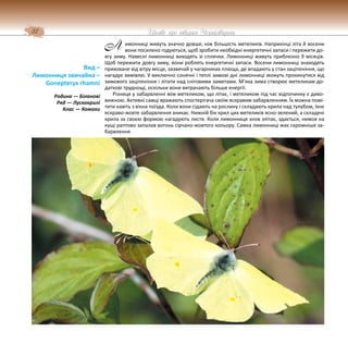 32 Цікаве про тварин Чернігівщини
имонниці живуть значно довше, ніж більшість метеликів. Наприкінці літа й восени
вони посилено годуються, щоб зробити необхідні енергетичні запаси і пережити до-
вгу зиму. Навесні лимонниці виходять зі сплячки. Лимонниці живуть приблизно 9 місяців.
Щоб пережити довгу зиму, вони роблять енергетичні запаси. Восени лимонниці знаходять
приховане від вітру місце, зазвичай у чагарниках плюща, де впадають у стан заціпеніння, що
нагадує зимівлю. У виключно сонячні і теплі зимові дні лимонниці можуть прокинутися від
зимового заціпеніння і літати над сніговими заметами. М’яка зима створює метеликам до-
даткові труднощі, оскільки вони витрачають більше енергії.
Різниця у забарвленні між метеликом, що літає, і метеликом під час відпочинку є диво-
вижною. Активні самці вражають спостерігача своїм яскравим забарвленням. Їх можна помі-
тити навіть з вікна поїзда. Коли вони сідають на рослину і складають крила над тулубом, їхнє
яскраво-жовте забарвлення зникає. Нижній бік крил цих метеликів ясно-зелений, а складені
крила за своєю формою нагадують листя. Коли лимонниця знов злітає, здається, немов на
кущі раптово запалав вогонь сірчано-жовтого кольору. Самка лимонниці має скромніше за-
барвлення.
Вид –
Лимонниця звичайна –
Gonepteryx rhamni
Родина — Біланові
Ряд — Лускокрилі
Клас — Комахи
Л
 