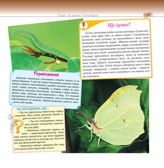 33
Цікаве про тварин Чернігівщини
Розмноження
Зазвичай лимонниці починають літати тільки в се-
редині березня. У цей час самці починають шукати самок.
Навесні можна спостерігати шлюбні польоти цих мете-
ликів. Самка летить попереду, а самець слідує за нею,
зберігаючи постійну дистанцію. Запліднені самки відкла-
дають яйця. Гусениці, що вилупилися з яєць, 3–7 тижнів
харчуються, декілька разів линяють, поки не настане час
перетворення на лялечку. Період розвитку лялечки зале-
жить від погоди.
ЧИ ТОБІ ВІДОМО, ЩО...
– Під час відпочинку лимонниця сидить
нерухомо. Вона навіть дозволяє мухам сі-
дати на своє тіло і крила.
– Під час спаровування лимон-
ниці можуть залишатися злучени-
ми цілу добу.
– Лимонниці зазвичай сідають на
жовті і червонувато-фіолетові квіти,
тому можна припустити, що вони віддають
перевагу квітам того ж кольору, що і їхнє тіло,
яке має фіолетовий відтінок.
– Лимонниці можуть зимувати без жод-
ного захисту біля ґрунту або в листі.
Гусінь лимонниці поїдає листя жостеру. Самка від-
кладає одне яйця одне за одним поряд з соковитими
пагонами, щоб гусениці, які вилупляться з яєць, мали
достатню кількість корму. Матово-жовті гусениці
зазвичай спочатку вигризають отвір в листовій плас-
тинці, потім переповзають на край листа і поступово
з’їдають весь лист, залишаючи тільки тверді жилки.
Гусениці харчуються жостером, тому ці метелики
найчастіше зустрічаються там, де ростуть саме
такі кущі. Дорослі лимонниці спроможні поглинати
тільки рідку їжу. Своїм довгим хоботком вони п’ють
нектар, наприклад, з квіток вовчої ягоди і мати-й-
мачухи, також вони охоче годуються і на квітах осо-
ту польового.
Що їдять?
 