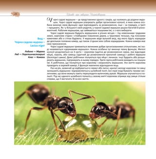 34 Цікаве про тварин Чернігівщини
орні садові мурашки – це представники одного з видів, що належать до родини мура-
шок. Чорні садові мурашки утворюють добре організовані колонії, в яких кожна осо-
бина виконує свою функцію: одні відповідають за розмноження, інші – за порядок, а треті
– працюють. Як і у більшості своїх родичів, у чорної садової мурашки раціон багатий й різно-
манітний. Робочим мурашкам, що займаються пошуками їжі, є з чого вибирати.
Чорні садові мурашки будують мурашники в різних місцях – під невеликими грудками
землі, корінням старих і стовбурами повалених дерев, у трухлявих пеньках, під плоскими
каменями або в стінах будівель. У мурашник веде вузький вхід, від якого йдуть коридори
до декількох головних камер, що також з’єднані між собою коридорами. Кожна камера має
своє призначення.
Чорні садові мурашки тримаються великими добре організованими спільнотами, які іно-
ді називаються «державами мурашок». Кожна особина тут виконує певну функцію. Жителі
колонії розділяються на 3 касти – королева (здатна до розмноження самка, яка відкладає
яйця), король, або самець (здатний до розмноження крилатий самець) і робочі мурашки
(безплідні самки). Деякі робітники піклуються про яйця і личинок. Інші будують або розши-
рюють мурашник, підтримують в ньому порядок. Третя група робітників виходить на пошуки
їжі. Є робітники, що піклуються про королеву і охороняють мурашник. Усе життя королева
проводить в окремій камері, її функція невпинне відкладання яєць.
Раз на рік, зазвичай це відбувається в червні або липні, крилаті молоді королеви та самці
залишають мурашник і відправляються у шлюбний політ, їхні зграї іноді бувають такими чис-
ленними, що вони можуть навіть перешкодити вуличному рухові. Мурашки злучаються в по-
льоті. Під час єдиного шлюбного польоту у своєму житті королева отримує від самця стільки
сперми, що її вистачить їй на все життя.
Вид –
Чорна садова мураха –
Lasius niger
Родина — Мурахи
Ряд — Перетинчастокрилі
Клас — Комахи
Ч
 