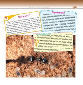 35
Цікаве про тварин Чернігівщини
Розмноження
Королева сама викопує невелику ямку, яка стане осно-
вою для майбутнього мурашника. Перші яйця самка від-
кладає тільки через декілька місяців. Впродовж всього
цього часу вона живе за рахунок тих енергетичних запа-
сів, які накопичені в її тілі. Після закінчення місяця самка
відкладає запліднені і незапліднені яйця. Із запліднених
вилупляться робочі самки, а із незапліднених – самці. У
початковий період королева годує личинки своєю сли-
ною. Після того, як личинки обернуться на лялечку,
пройде ще трохи часу, поки з коконів вийдуть робочі
мурашки, які все й виконують.
ЧИ ТОБІ ВІДОМО, ЩО...
– Єдине завдання самців, що з’явилися на світ в шлюбний пері-
од, запліднення королеви. Відразу ж після цього вони гинуть.
– Кожна личинка самки чорної мурашки, що вилупила-
ся в шлюбний період, є плодовитою і теоретично здатна
стати королевою. Чи стане вона нею, залежить від того,
чим її будуть годувати. Щоб з личинки виросла королева,
її годують спеціальною рідиною, яку виробляють деякі робочі
мурашки. Решта ж личинок «засуджена» до безпліддя, вони
отримують «нормальний» корм.
– У деяких мурашниках чорних садових мурашок, окрім тлі, жи-
вуть також мертвоїди, ногохвостки і стоноги.
Мурашки зазвичай поводяться як хижаки, які лов-
лять та поїдають комах інших видів. Проте часто
мурашки ласують також фруктами й медом. Їхня
улюблена страва – це медяна роса. Саме тому робо-
чі мурашки відшукують рослини, на яких є найбільше
тлі. Вони «доять» тлю – торкаються до її тулуба і
потирають його своїми антенами, щоб змусити ко-
маху виділити краплю солодкої роси.
Що їдять?
 