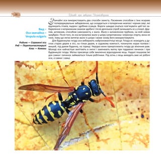 36 Цікаве про тварин Чернігівщини
вичайні оси використовують два способи захисту. Пасивним способом є їхнє яскраве
попереджувальне забарвлення, що складається з поперечних жовтих і чорних смуг, які
відлякують птахів, ящірок і дрібних ссавців. Вороги швидко вчаться пов’язувати цей тип за-
барвлення з неприємним смаком здобичі і після декількох спроб залишають ос у спокої. Дру-
гим, активним, способом самозахисту, є жало. Жало є заломленою трубкою, на якій немає
зазубрин. Після того, як оса встромлює жало у шкіру супротивника і вприскує отруту, вона не
гине, тому що легко витягує жало із шкіри і може знову його використовувати.
Для будівництва гнізда оси вибирають найрізноманітніші місця. Гнізда ос знаходять у ду-
плах старих дерев в лісі, на гілках дерев, в садовому компості, покинутих норах полівок і
мишей, під дахом будинку, на горищі. Нерідко вони прикріплюють гнізда до віконних рам.
Молоді оси найчастіше вилітають в липні і замінюють матку при годуванні личинок і при
будівництві гнізда. Матка присвячує себе виключно відкладанню яєць. Надалі пошуком їжі
для самки і личинок займаються тільки робітники. Під осінь з яєць виходять вже не робочі
оси, а самки і самці.
Вид –
Оса звичайна –
Vespula vulgaris
Родина — Справжні оси
Ряд — Перетинчастокрилі
Клас — Комахи
З
 