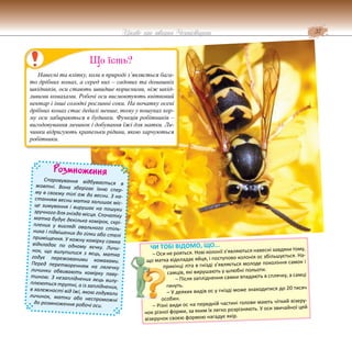 37
Цікаве про тварин Чернігівщини
Розмноження
Спаровування відбувається в
жовтні. Вона зберігає їхню спер-
му в своєму тілі аж до весни. З на-
станням весни матка залишає міс-
це зимування і вирушає на пошуки
зручного для гнізда місця. Спочатку
матка будує декілька комірок, скрі-
плених у вигляді овального стіль-
ника і підвішених до гілки або стелі
приміщення. У кожну комірку самка
відкладає по одному яєчку. Личи-
нок, що вилупилися з яєць, матка
годує пережованими комахами.
Перед перетворенням на лялечку
личинки обвивають комірку паву-
тиною. З незапліднених яєць вилу-
плюються трутні, а із запліднених,
в залежності від їжі, якою годували
личинок, матки або неспроможні
до розмноження робочі оси.
ЧИ ТОБІ ВІДОМО, ЩО...
– Оси не рояться. Нові колонії з’являються навесні завдяки тому,
що матка відкладає яйця, і поступово колонія ос збільшується. На-
прикінці літа в гнізді з’являється молоде покоління самок і
самців, які вирушають у шлюбні польоти.
– Після запліднення самки впадають в сплячку, а самці
гинуть.
– У деяких видів ос у гнізді може знаходитися до 20 тисяч
особин.
– Різні види ос на передній частині голови мають чіткий візеру-
нок різної форми, за яким їх легко розрізняють. У оси звичайної цей
візерунок своєю формою нагадує якір.
Навесні та влітку, коли в природі з’являється бага-
то дрібних комах, а серед них – садових та домашніх
шкідників, оси стають швидше корисними, ніж шкід-
ливими комахами. Робочі оси висмоктують квітковий
нектар і інші солодкі рослинні соки. На початку осені
дрібних комах стає дедалі менше, тому у пошуках кор-
му оси забираються в будинки. Функція робітників –
вигодовування личинок і добування їжі для матки. Ли-
чинки відригують крапельки рідини, якою харчуються
робітники.
Що їсть?
 