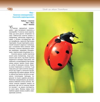 38 Цікаве про тварин Чернігівщини
Вид –
Сонечко семикрапкове –
Coccinella septempunctata
Родина — Сонечка
Ряд — Жуки
Клас — Комахи
онечка харчуються попели-
цями, і цим заслужили симпатію у
землеробів. У сонечок мало ворогів,
тому що вони досить неприємні на
смак. Найчастіше сонечка живуть у
середовищі, зміненому людиною: у
садах, у лісових господарствах або
на занедбаних, зарослих бур’янами
територіях. На цих територіях у вели-
чезній кількості водиться попелиця,
що є основною їжею сонечок. Крім
попелиці, сонечка харчуються інши-
ми комахами: червцями, білокрил-
ками, павутинними кліщиками та ін.
Сонечок можна знайти протягом
усього року (наприклад, якщо роз-
копати сухе листя, під яким сонечка
ховаються в холодну пору року), але
побачити, не докладаючи при цьому
ніяких зусиль, можна тільки навес-
ні, улітку й ранньою осінню. Взим-
ку вони поринають у сплячку. У цю
пору року цілі гурти сонечок захища-
ються від студня у затишних місцях,
наприклад під корою дерева. Влітку
їх найчастіше можна зустріти на ура-
жених попелицями трояндах, че-
решнях та інших садових рослинах.
Уважніше придивившись до рослин,
можна побачити яєчка сонечок. Ли-
чинки сонечок відкрито живуть на
рослинах. До того ж сонечка зовсім
не лякливі, і не важко спостерегти,
як вони їдять. Взимку серед голок
хвойних дерев можна знайти семи-
крапкове сонечко.
С
 