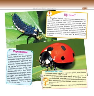 39
Цікаве про тварин Чернігівщини
Розмноження
Більшість сонечок розмножу-
ється навесні або восени. Самиці
сонечок, в залежності від виду, від-
кладають від 3 до 300 яєчок. Яєч-
ка відкладаються поблизу колоній
попелиць. Личинки з яєчок сонечка
звичайного розвиваються протя-
гом 5–8 днів. Личинка щодня з’їдає
від 350 до 400 попелиць і досягає
зрілості через 10–15 днів. Потім
перетворюється на лялечку, а її ко-
кон висить зазвичай у добре поміт-
них місцях. Цикл перетворень три-
ває від 4 до 7 тижнів. У помірному
поясі молоді та дорослі особини на
зиму ховаються у тріщини дерев
або під їхню кору.
ЧИ ТОБІ ВІДОМО, ЩО...
– Личинка сонечка, перед тим як досягти зрілості, з’їдає близько
90 дорослих комах та 3 000 личинок.
– Сонечка бувають смугастими й одноколірними – не
у всіх є крапки. Вони відрізняються за кольором, напри-
клад, двокрапкове сонечко може бути червоного кольору
з чорними крапками або навпаки, чорного з червоними
крапками.
– У Великобританії сонечок вирощують для захисту садів
від попелиці.
Більшість сонечок харчується в основному попели-
цями. Попелиця – це м’якотіла беззахисна комаха, що
висмоктує із рослин соки. Деякі види сонечок поїда-
ють коростяних кліщів, що завдають рослинам шко-
ду. Попелиця повільна й слабка, тому сонечку не по-
трібні спеціальні пристосування для полювання на неї.
Личинка сонечка їсть більше, ніж доросла особина, а
при нестачі попелиць вона може харчуватися іншими
личинками. Щелепи у личинки такі ж, як і в дорослої
особини.
Що їсть?
 