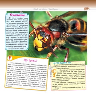 43
Цікаве про тварин Чернігівщини
Розмноження
До стінок комірок самка
приклеює яйця. Через деякий
час з яєць виходять личинки,
які клейкими волокнами при-
кріпляються до внутрішніх
стінок комірок. Перед пере-
творенням на лялечку личин-
ка тричі линяє. Через чотири
тижні на світ з’являються
перші робочі шершні, які за-
ймаються пошуками їжі для
себе і личинок. До кінця літа
робітники розширюють гніз-
до до 400 комірок. Урожайним
літом королеви виростають
до дуже великих розмірів і від-
кладають незапліднені яйця, з
яких з’являються самці.
Дорослі шершні харчуються виключно рідкою їжею.
Вони мають хлебтальні ротові органи і споживають
нектар і соки дерев. Дорослі шершні підкріплюють
свої сили соками ясена й липи; вони також залюбки
ласують нектаром і м’якоттю стиглих фруктів, що
впали на землю або висять на деревах. Потривожені
під час прийняття їжі шершні атакують і жалять
ворога. Шершні полюють і на комах, але самі їх не по-
їдають, а ловлять для того, щоб нагодувати личинок.
Спійманій жертві шершень відриває все, що не має
харчової цінності, – голову, крила і кінцівки, а груди
й черевце подрібнює в кашкоподібну масу, якою годує
личинок.
Що їдять?
ЧИ ТОБІ ВІДОМО, ЩО...
– Якщо матка довго не знаходить зручного місця
для будівництва гнізда, вона нерідко поселяється
навіть у шпаківнях.
– Температура всередині гнізда шерш-
нів на 5–15°С вище, ніж зовні. Гніздо на-
грівають самі шершні: комахи опускають
голови в комірки і тремтять усіма м’язами,
виділяючи тепло. Якщо в гнізді жарко,
шершні сідають біля входу і махають крилами –
провітрюють приміщення.
– Сім’я шершнів в середньому складається
з 2 000 особин. Кожна комаха за день знищує
близько 5 мух.
– Гніздо на початку осені може досягати 60 см
заввишки.
 