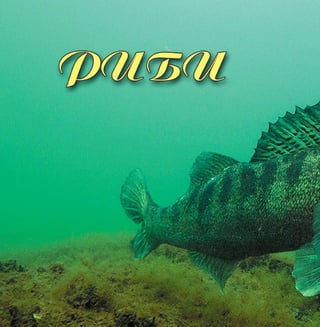 44 Цікаве про тварин Чернігівщини
 