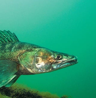 45
Цікаве про тварин Чернігівщини
 