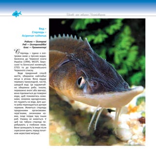 48 Цікаве про тварин Чернігівщини
Вид –
Стерлядь –
Acipenser ruthenus
Родина — Осетрові
Ряд — Осетроподібні
Клас — Променепері
терлядь – єдина з осе-
трових живе у прісних водах.
Занесена до Червоної книги
України (1994), МСОП, Берн-
ської та Боннської конвенцій,
CITES та до Європейського
Червоного списку.
Веде придонний спосіб
життя, обираючи найглибші
місця в річках. Вона віддає
перевагу прохолодній, чистій,
швидкій воді. Це надзвичай-
но обережна риба. Інколи,
переважно вночі або ввечері,
вона піднімається до поверхні
води, щоб поживитись кома-
хами, зокрема одноденками,
які падають на воду. Для цьо-
го риба перекидається догори
черевом. Живиться стерлядь
придонними організмами:
черв’яками, личинками ко-
мах, іноді поїдає ікру інших
риб. Узимку не живиться. У
цей час табуни стерляді пе-
ребувають у глибоких ямах.
Вони залишають їх лише після
скресання криги, перед почат-
ком нерестової міграції.
С
 