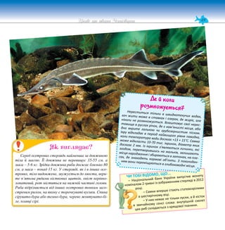 49
Цікаве про тварин Чернігівщини
ЧИ ТОБІ ВІДОМО, ЩО...
– Національний банк України випустив монету
номіналом 2 гривні із зображенням стерляді в 2012
році.
– Самки вперше стають статевозрілими
в шестирічному віці.
– У них немає не тільки луски, а й кісток
в звичайному сенсі слова: внутрішній скелет
цих риб складається з хрящової тканини.
Серед осетрових стерлядь найменша за довжиною
тіла й масою. Її довжина не перевищує 35-55 см, а
маса – 5-6 кг. Зрідка довжина риби досягає близько 80
см, а маса – понад 15 кг. У стерляді, як і в інших осе-
трових, тіло видовжене, звужується до хвоста, вкри-
те п’ятьма рядами кісткових щитків, хвіст нерівно-
лопатевий, рот міститься на нижній частині голови.
Риба відрізняється від інших осетрових тонким заго-
стреним рилом, на якому є торочкуваті вусики. Спина
сірувато-бура або темно-бура, черево жовтувато-бі-
ле, плавці сірі.
Як виглядає?
Де й коли
розмножується?
Нереститься тільки в швидкотекучих водах,
хоч жити може в ставках і озерах, де жиріє, але
ніколи не розмножується. Влаштовує свої нерес-
товища в руслах річок, де є кам’янисті місця, або
дно вкрите галькою чи грубозернистим піском.
Ікру відкладає в період найвищого рівня паводка,
коли температура води досягає +13 + 15°C. Самка
може відкласти 10-70 тис. ікринок, діаметр яких
досягає 2 мм. Із ікринок з’являються личинки, які
згодом, перетворившись на мальків, залишають
місця народження і збираються в затонах, на пле-
сах, де знаходять кормові об’єкти. З похолодан-
ням вони переміщуються в глибоководні місця.
 