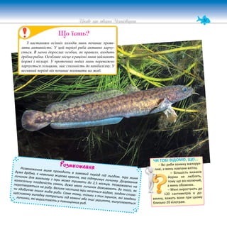 51
Цікаве про тварин Чернігівщини
Розмноження
Розмноження миня проходить в зимовий період під льодом. Ікра миня
дуже дрібна, є невелика жирова крапля, яка підтримує личинку. Дозрівання
личинок для викльову з ікри може тривати до 2,5 місяців. Незважаючи на
колосальну плодючість самок, дуже мало личинок доживають до того, як
перетворяться на рибу. Велика частина ікри несеться водою, згодом стаю-
чи здобиччю інших видів риби. Саме тому, тільки з тих ікринок, які завдяки
щасливому випадку потрапили під камені або інші укриття, вилуплюються
личинки, які виростають у повноцінних риб.
ЧИ ТОБІ ВІДОМО, ЩО...
– Всі риби взимку малорух-
ливі, а минь навпаки влітку.
– Більшість хижаків
йоржа не люблять,
тому що він колючий,
а минь обожнює.
– Мині виростають до
120 сантиметрів в до-
вжину, важать вони при цьому
близько 20 кілограм.
З настанням осінніх холодів минь починає прояв-
ляти активність. У цей період риба активно харчу-
ється. В меню дорослих особин, як правило, входить
дрібна рибка. Особливе місце в раціоні миня займають
йоржі і піскарі. У проточних водах минь переважно
харчується гольцями, має схильність до канібалізму. У
весняний період він починає полювати на жаб.
Що їсть?
 