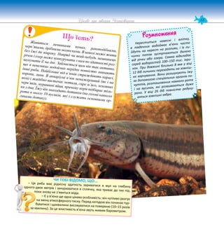 53
Цікаве про тварин Чернігівщини
Розмноження
Нереститься навесні і влітку,
в південних водоймах в’юни часто
йдуть на нерест на розливи, і їх ли-
чинки потім зустрічаються далеко
від річки або озера. Самка відкладає
серед водоростей 100–150 тис. ікри-
нок. При довжині близько 8 мм у віці
12 діб личинки переходять на зовніш-
нє харчування. Вони розшукують їжу
за допомогою спеціальних органів по-
чуттів, розташованих навколо рота
і на вусиках, які розвиваються дуже
рано. У віці 26 діб повністю редуку-
ються зовнішні зябра.
ЧИ ТОБІ ВІДОМО, ЩО...
– Ця риба має рідкісну здатність зариватися в мул на глибину
одного-двох метрів і занурюватися в сплячку, яка триває до тих пір,
поки знову не з’явиться вода.
– Є у в’юна ще одна цікава особливість: він чутливо реагує
на зміну атмосферного тиску. Перед негодою він починає тур-
буватися і щохвилини висовуватися на поверхню (10–15 разів
за хвилину). За це властивість в’юна звуть живим барометром.
Живиться личинками комах, ракоподібними,
черв’яками, дрібними молюсками. В неволі може жити
без їжі до півроку. Навряд чи який-небудь мешканець
річок і озер може конкурувати з ним по здатності роз-
шукувати її на дні. Займається цим він так активно,
що в невеликих водоймах нерідко повністю зникають
інші риби. Найбільше від в’юнів страждають карасі,
коропи, лини. В акваріумі в’юн ненажерливий (як і на
волі) і жадібно вистачає мотиля, сире м’ясо, земляних
черв’яків, мурашині яйця, причому корм підбирає тіль-
ки з дна. Їжу він знаходить дотиком (на голові навколо
рота в нього 10 вусиків, які і служать основними ор-
ганами дотику).
Що їсть?
 