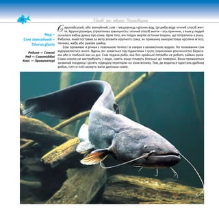 54 Цікаве про тварин Чернігівщини
вропейський, або звичайний, сом – мешканець прісних вод. Ця риба веде нічний спосіб жит-
тя. Крупні розміри, страхітлива зовнішність і нічний спосіб життя – ось причини, з яких у людей
склалася хибна думка про сома. Крім того, він поїдає мертві останки тварин, що потрапили в річку.
Рибалка, який поставив за мету зловити крупного сома, як приманку використовує кроляче м’ясо,
печінку, жабу або ракову шийку.
Сом проживає в річках з повільною течією і в озерах з каламутною водою. На полювання сом
відправляється вночі. Вдень він ховається під підмитими і густо порослими рослинністю берега-
ми або в глибокій ямі на дні. Сом ледача риба, яка без крайньої потреби не робить зайвих рухів.
Соми ніколи не вистрибують з води, навіть якщо пливуть близько до поверхні. Вони тримаються
зазвичай поодинці і ділять підводну територію на зони впливу. Там, де водиться вдосталь дрібних
рибок, пліч-о-пліч можуть жити декілька сомів.
Вид –
Сом звичайний –
Silurus glanis
Родина — Сомові
Ряд — Сомоподібні
Клас — Променепері
Є
 