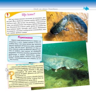 55
Цікаве про тварин Чернігівщини
Розмноження
Нерест сомів розпочинається в травні і за-
кінчується в липні. Самець викопує в піску не-
глибоку ямку, в яку самка метає ікру. Кількість
ікринок залежить від величини самки, зазвичай
їх буває 100-370 тисяч. Протягом 2-4 днів са-
мець охороняє гніздо та дбайливо оберігає ікру,
поки не вийдуть чорні мальки, які нагадують
пуголовків. Спочатку молодняк харчується без-
хребетними, а пізніше, виростаючи, перехо-
дить на більшу здобич. Ростуть соми досить
швидко. Статевозрілими вони стають на 3-4
році життя.
ЧИ ТОБІ ВІДОМО, ЩО...
– В Англії соми з’явилися лише в кінці XIX століття
завдяки герцогові Бедфорду, який привіз трьох риб.
– Сьогодні відомо близько 2 000 видів
сомоподібних. До цього ряду належить
близько 30 родин. Довжина цих риб сягає
від 13 мм до 5 м.
– Найбільші соми живуть у басейні Амазон-
ки і в європейських річках. У Дніпрі було ви-
ловлено рибу завдовжки 4 м і вагою 306 кг.
– Сом має великий попит у споживачів. Цінним є
не тільки його жирне й ніжне м’ясо. З плавальних мі-
хурів сома виготовляють клей.
Р
Під час нічних вилазок сом полює на невеликих, жи-
вих риб. Його здобиччю стають навіть дрібні особини
власного виду. Два вусики, що ростуть з верхньої ще-
лепи, сом використовує для пошуку дрібних безхребет-
них. Основною його їжею є риба, проте він ловить та-
кож водяних щурів, каченят, жаб і раків. Піднявшись
до поверхні, сом хапає необережних земноводних, пта-
хів і навіть дрібних ссавців.
Що їсть?
 